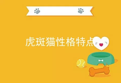 虎斑猫性格特点