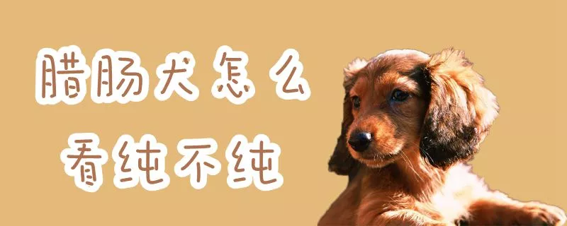 腊肠犬怎么看纯不纯