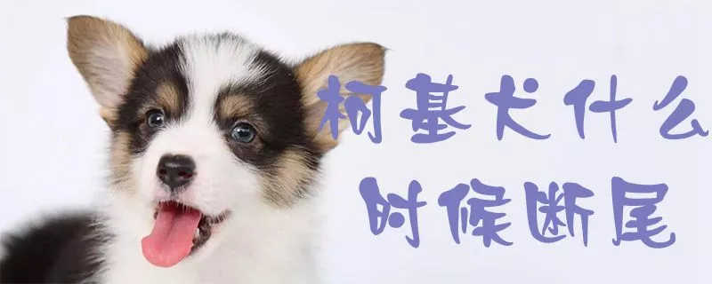 柯基犬什么时候断尾1