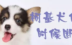 柯基犬什么时候断尾