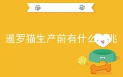 暹罗猫生产前有什么征兆