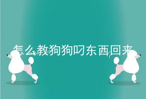 怎么教狗狗叼东西回来