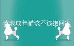 流浪成年猫该不该抱回家