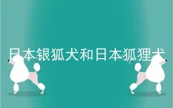 日本银狐犬和日本狐狸犬