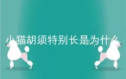 小猫胡须特别长是为什么