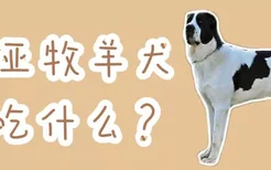 中亚牧羊犬吃什么