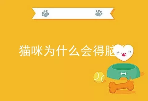 猫咪为什么会得脑炎