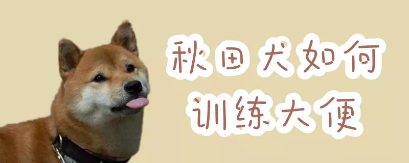 秋田犬如何训练大便