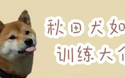 秋田犬如何训练大便