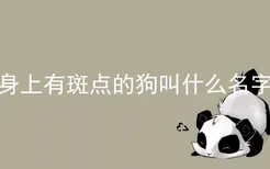 身上有斑点的狗叫什么名字