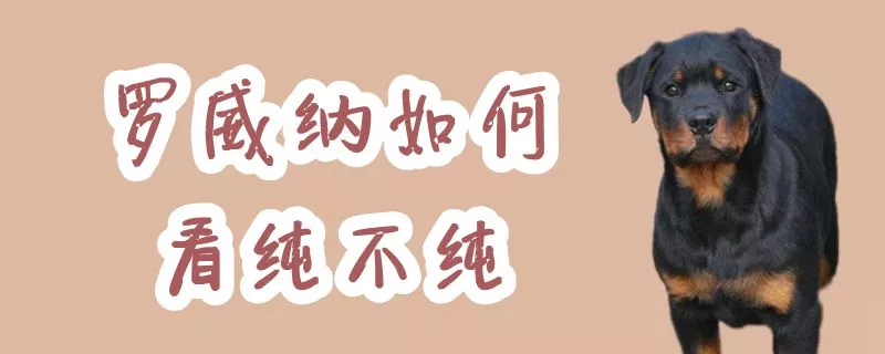 罗威纳如何看纯不纯