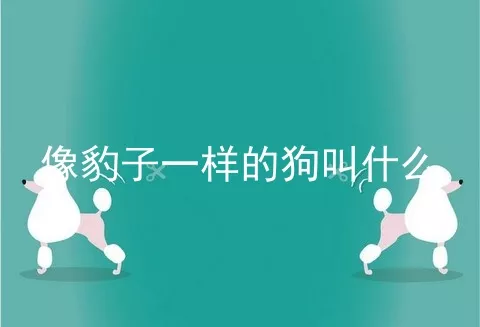 像豹子一样的狗叫什么