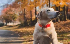 狗狗蛔虫病严重的症状 会致死吗