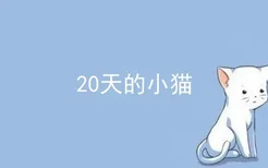 20天的小猫