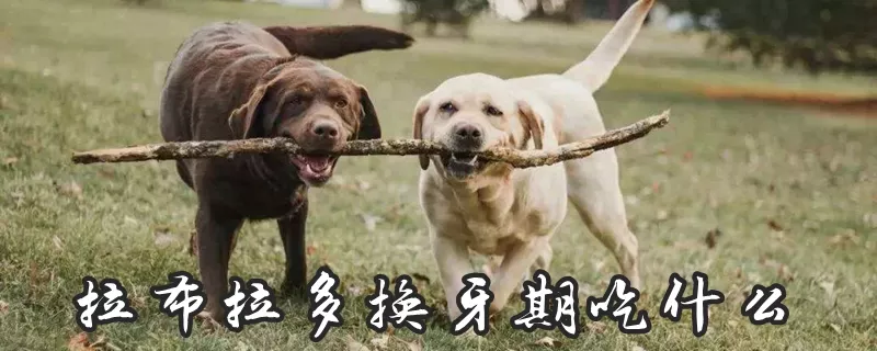 拉布拉多换牙期吃什么