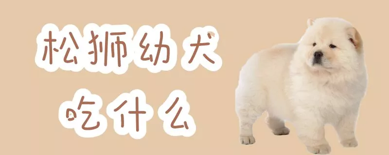 松狮幼犬吃什么