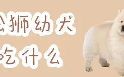 松狮幼犬吃什么