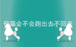 母猫会不会跑出去不回来