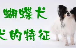 蝴蝶犬幼犬的特征