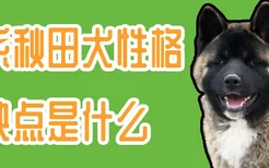 美系秋田犬性格和缺点是什么