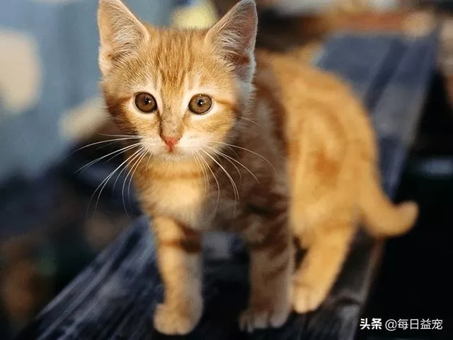 猫的记忆有多久(小奶猫的记忆有多久)