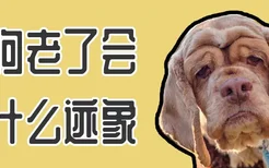 狗狗老了会有什么迹象