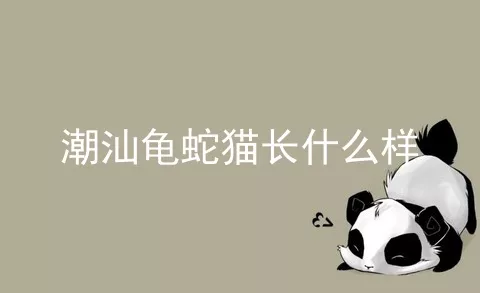 潮汕龟蛇猫长什么样