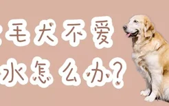 金毛犬不爱喝水怎么办