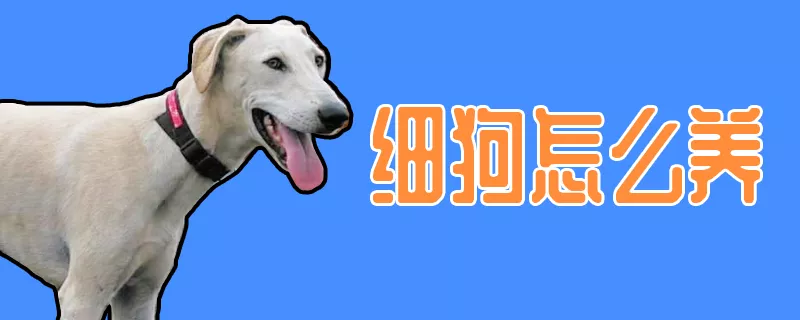 细狗怎么养