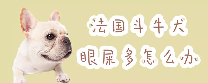 法国斗牛犬眼屎多怎么办