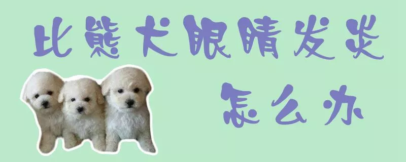 比熊犬眼睛发炎怎么办1