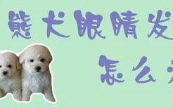 比熊犬眼睛发炎怎么办