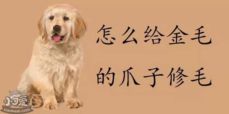 怎么给金毛的爪子修毛_小可爱宠物网_金毛犬