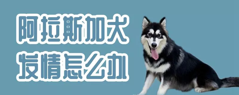 阿拉斯加犬发情怎么办