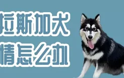 阿拉斯加犬发情怎么办