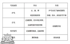 狗狗的病号餐制作方法 怎样给狗狗自制狗粮