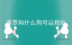 暹罗和什么狗可以相处