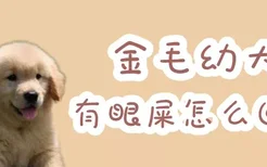 金毛幼犬有眼屎怎么回事