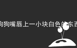 狗狗嘴唇上一小块白色的东西