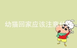 幼猫回家应该注意什么