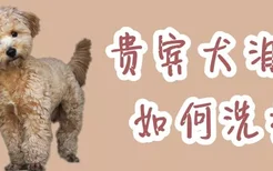 贵宾犬泪痕如何洗掉