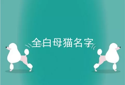 全白母猫名字