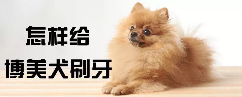 怎样给博美犬刷牙