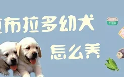 拉布拉多幼犬怎么养