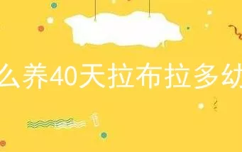 怎么养40天拉布拉多幼犬