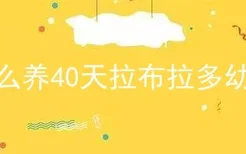 怎么养40天拉布拉多幼犬