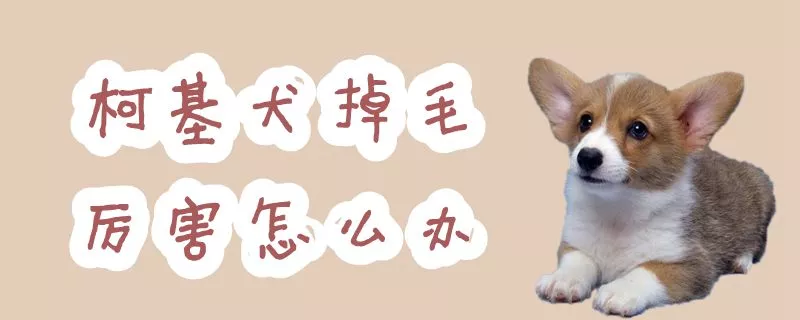 柯基犬掉毛厉害怎么办