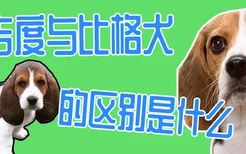 巴吉度与比格犬的区别是什么