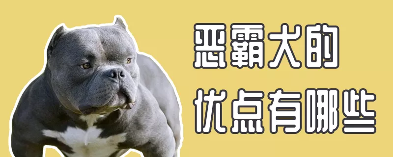 恶霸犬的优点有哪些