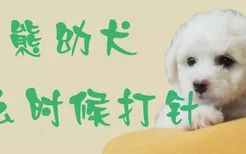 比熊幼犬什么时候打针